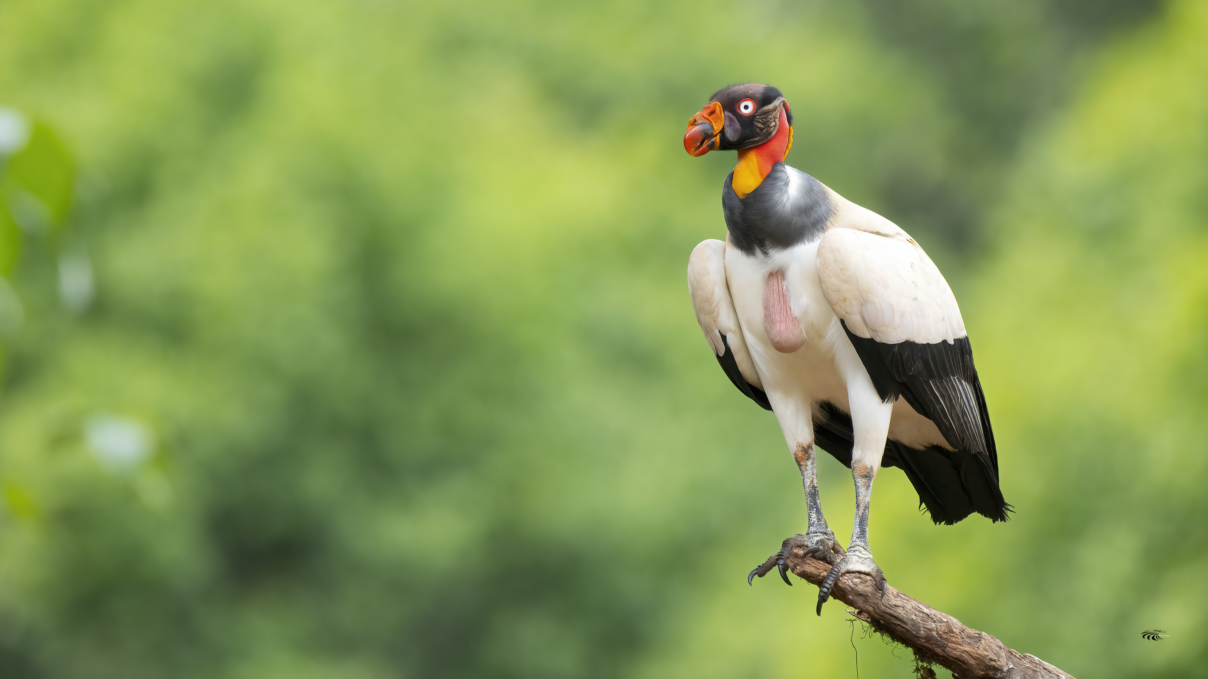 King Vulture — Ana fotoğraf